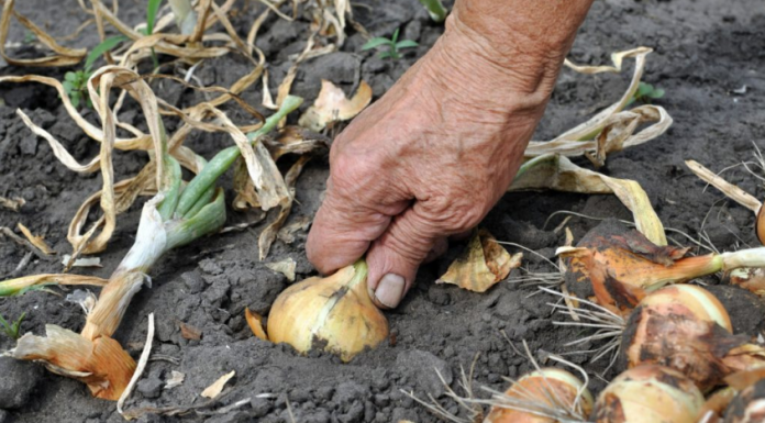 Nemojte zaboraviti krajem MAJA bitno gnojivo za luk- EVO KAKO DA SE SPREMITE ZA NAJVEĆU BERBU IKADA