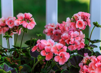 U MAJU pelargonijama poklanjam ovo cvjetno čudo: Nakon nje samonikle i nikad prije nisu tako obilno cvjetale!