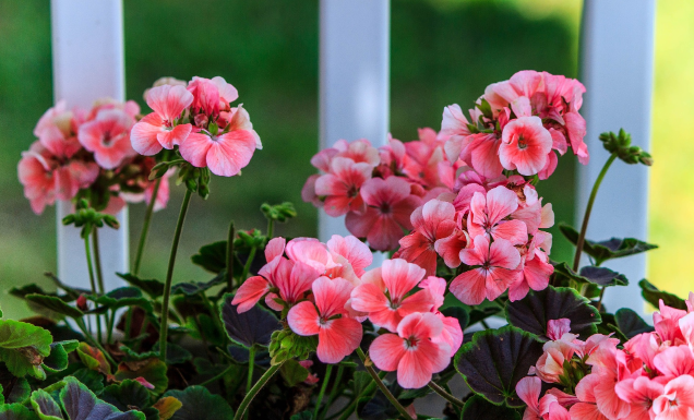 U MAJU pelargonijama poklanjam ovo cvjetno čudo: Nakon nje samonikle i nikad prije nisu tako obilno cvjetale!