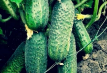 “Nahranio” sam krastavce soda vodom i sakupio 11-13 kg iz svakog grma 2 godine: evo recepta!