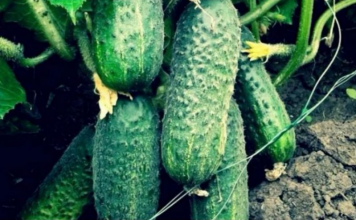 “Nahranio” sam krastavce soda vodom i sakupio 11-13 kg iz svakog grma 2 godine: evo recepta!