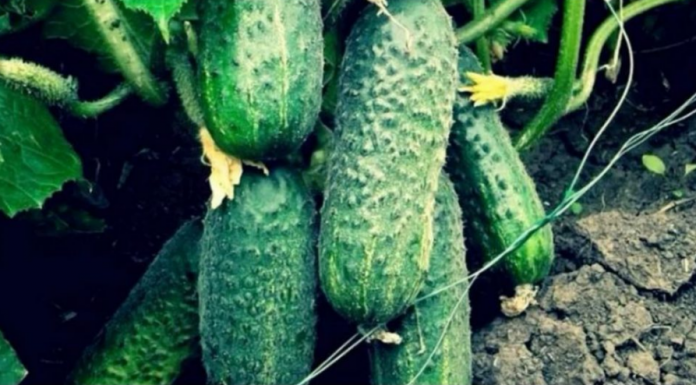 “Nahranio” sam krastavce soda vodom i sakupio 11-13 kg iz svakog grma 2 godine: evo recepta!