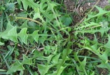 Samo neki znaju kako ga koristiti – Ima ga u svakom vrtu, a jedan list može spasiti vaš život za minut, evo i kako