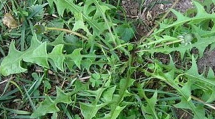 Samo neki znaju kako ga koristiti – Ima ga u svakom vrtu, a jedan list može spasiti vaš život za minut, evo i kako