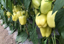 Ovo je vrlo važno znati – 1 žlica OVOGA za papriku u MAJU i ona ODMAH raste, oživljava i rađa 5 PUTA više