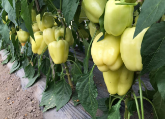 Ovo je vrlo važno znati – 1 žlica OVOGA za papriku u MAJU i ona ODMAH raste, oživljava i rađa 5 PUTA više