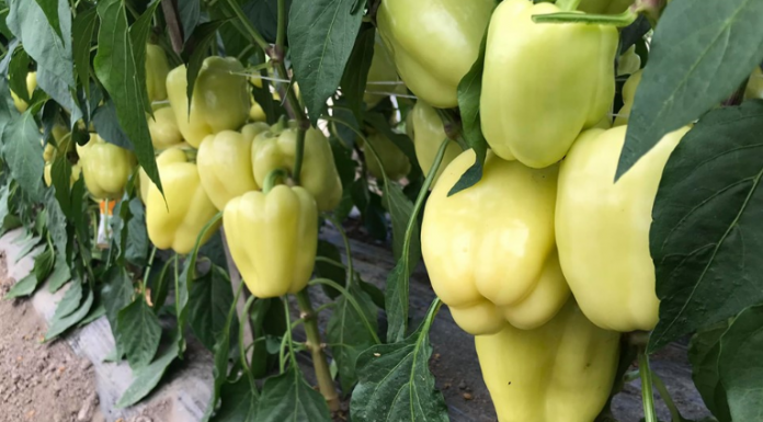 Ovo je vrlo važno znati – 1 žlica OVOGA za papriku u MAJU i ona ODMAH raste, oživljava i rađa 5 PUTA više