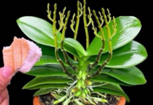 Stavite samo 1 komad ispod orhideje! Odjednom izraste 100 grana i cvjeta cijele godine