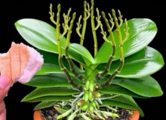 Stavite samo 1 komad ispod orhideje! Odjednom izraste 100 grana i cvjeta cijele godine