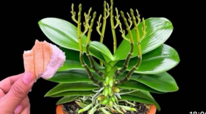 Stavite samo 1 komad ispod orhideje! Odjednom izraste 100 grana i cvjeta cijele godine