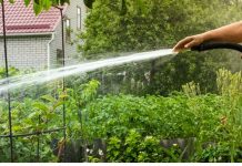 Treba li vrt ZALJEVATI ujutru ili uveče? – EVO ŠTA JE PRAVILNO!
