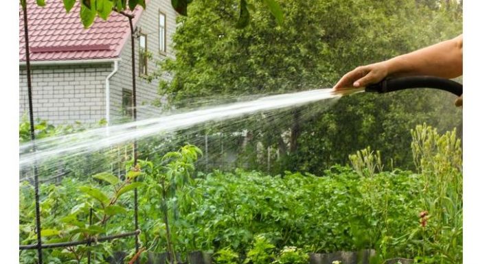 Treba li vrt ZALJEVATI ujutru ili uveče? – EVO ŠTA JE PRAVILNO!