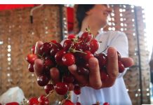 Naučite ove trikove i izbjegnite neprijatnosti – Kako da znate da li u trešnjama ima crva?