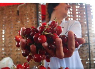 Naučite ove trikove i izbjegnite neprijatnosti – Kako da znate da li u trešnjama ima crva?