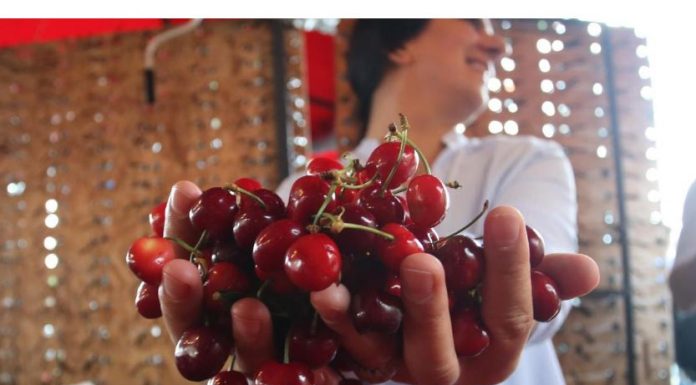 Naučite ove trikove i izbjegnite neprijatnosti – Kako da znate da li u trešnjama ima crva?