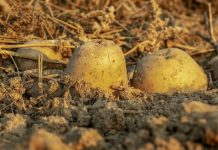 Jednostavan prirodni sastojak za TRAJNO UKLANJANJE krompirovih zlatica – najvećih štetočina koje NAPADAJU KROMPIR!