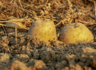 Jednostavan prirodni sastojak za TRAJNO UKLANJANJE krompirovih zlatica – najvećih štetočina koje NAPADAJU KROMPIR!