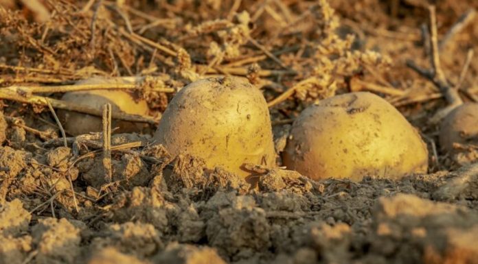 Jednostavan prirodni sastojak za TRAJNO UKLANJANJE krompirovih zlatica – najvećih štetočina koje NAPADAJU KROMPIR!