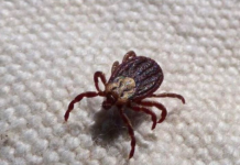 KRPELJI SE PLAŠE OVE DVIJE BILJKE! – Posadite ih u dvorištu i nikada više nećete vidjeti krpelja!