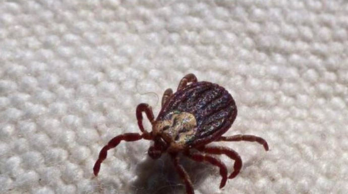 KRPELJI SE PLAŠE OVE DVIJE BILJKE! – Posadite ih u dvorištu i nikada više nećete vidjeti krpelja!