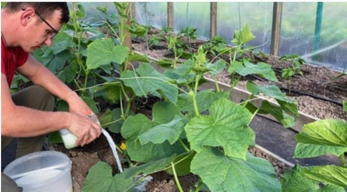 Kad se cvjetovi počnu pretvarati u plodove, ODMAH prelijte svoje krastavce OVOM DOMAĆOM HRANOM: Ranije ćete brati i imati PUNO VIŠE PLODOVA!