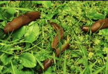 Odrezani komad OVOGA ostavite da leži u bašti: RIJEŠIT ĆETE SE SVIH PUŽEVA!