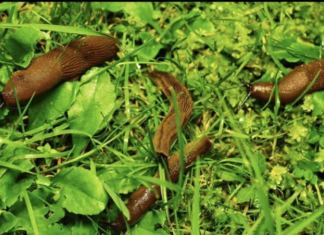 Odrezani komad OVOGA ostavite da leži u bašti: RIJEŠIT ĆETE SE SVIH PUŽEVA!