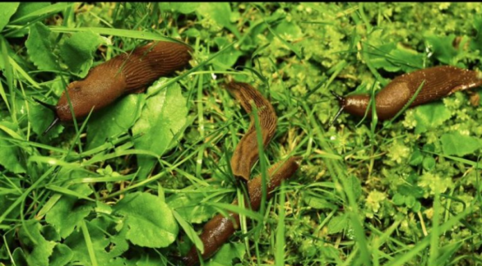 Odrezani komad OVOGA ostavite da leži u bašti: RIJEŠIT ĆETE SE SVIH PUŽEVA!