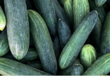 OVAJ TRIK DAJE ODLIČNE PRINOSE KRASTAVACA! Prelivanjem sa 10 ml ispod krastavca!