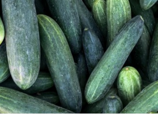 OVAJ TRIK DAJE ODLIČNE PRINOSE KRASTAVACA! Prelivanjem sa 10 ml ispod krastavca!