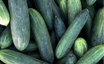 OVAJ TRIK DAJE ODLIČNE PRINOSE KRASTAVACA! Prelivanjem sa 10 ml ispod krastavca!