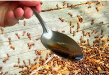 Napokon znam kako se ZAUVIJEK riješiti dosadnih mrava: Nestali iz stana i iz vrta!