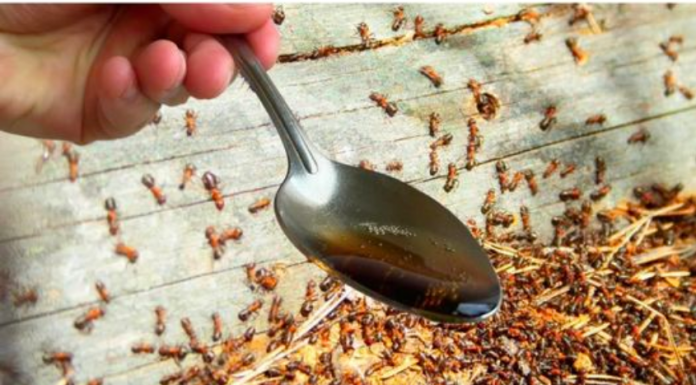 Napokon znam kako se ZAUVIJEK riješiti dosadnih mrava: Nestali iz stana i iz vrta!