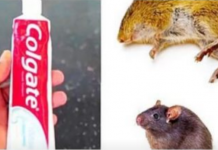 Kako pastom za zube zauvijek se riješiti miševa u domu: Nikad se više neće vratiti!