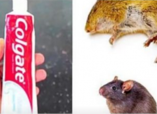 Kako pastom za zube zauvijek se riješiti miševa u domu: Nikad se više neće vratiti!