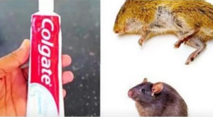 Kako pastom za zube zauvijek se riješiti miševa u domu: Nikad se više neće vratiti!