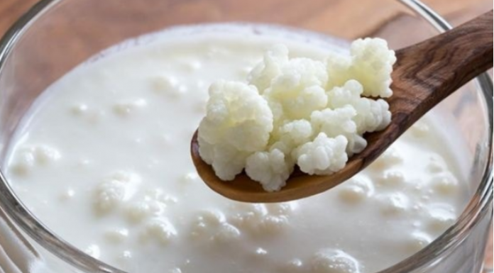 TIBETANSKA GLJIVA – OVAJ moćni KEFIR liječi, čisti i pomlađuje cijeli organizam!