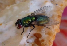 KUĆA VAM JE PUNA MUHA, OTJERAJTE IH BRZO I JEDNOSTAVNO: Treba vam samo JEDNA NAMIRNICA!