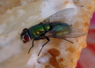 KUĆA VAM JE PUNA MUHA, OTJERAJTE IH BRZO I JEDNOSTAVNO: Treba vam samo JEDNA NAMIRNICA!