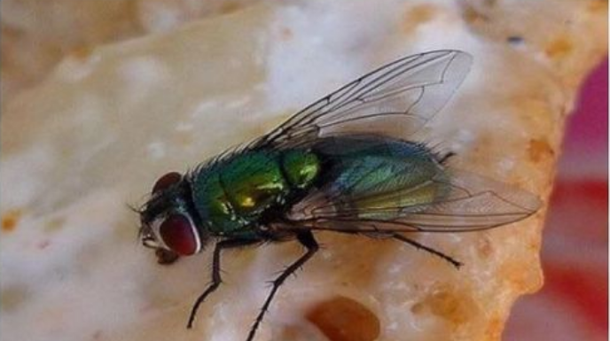 KUĆA VAM JE PUNA MUHA, OTJERAJTE IH BRZO I JEDNOSTAVNO: Treba vam samo JEDNA NAMIRNICA!