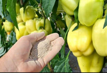 Dajte ga paprici i odmah će rasti, oživjeti i obilato roditi: Ovo je vrlo VAŽAN korak!