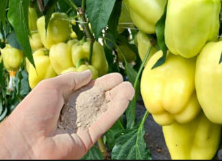 Dajte ga paprici i odmah će rasti, oživjeti i obilato roditi: Ovo je vrlo VAŽAN korak!