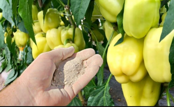 Dajte ga paprici i odmah će rasti, oživjeti i obilato roditi: Ovo je vrlo VAŽAN korak!