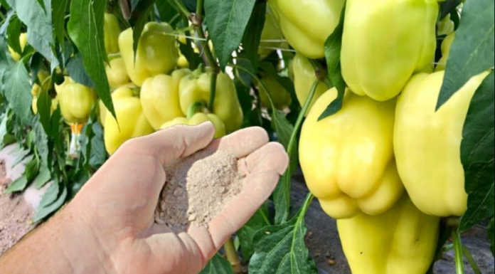 Dajte ga paprici i odmah će rasti, oživjeti i obilato roditi: Ovo je vrlo VAŽAN korak!