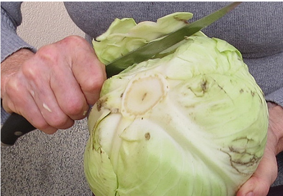 U ŠVICARSKIM BOLNICAMA KORISTE JE KAO LIJEK: Šta sve može obloga od jednog lista kupusa…