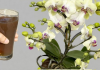 Orhideje cvjetaju tijekom cijele godine na ovaj jednostavan način: ODMAH izlijte šalicu OVOGA do korijena!