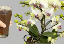 Orhideje cvjetaju tijekom cijele godine na ovaj jednostavan način: ODMAH izlijte šalicu OVOGA do korijena!