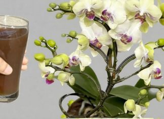 Orhideje cvjetaju tijekom cijele godine na ovaj jednostavan način: ODMAH izlijte šalicu OVOGA do korijena!