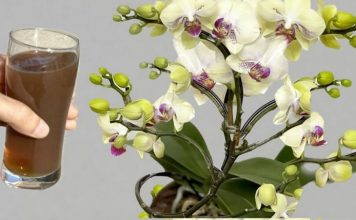 Orhideje cvjetaju tijekom cijele godine na ovaj jednostavan način: ODMAH izlijte šalicu OVOGA do korijena!