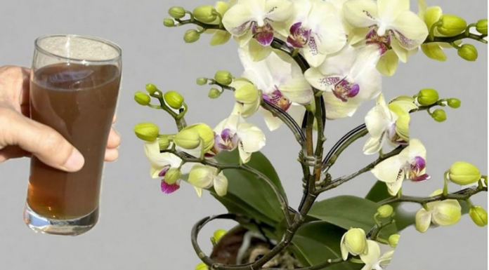 Orhideje cvjetaju tijekom cijele godine na ovaj jednostavan način: ODMAH izlijte šalicu OVOGA do korijena!